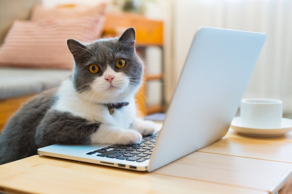 Writing of cats in the notebook