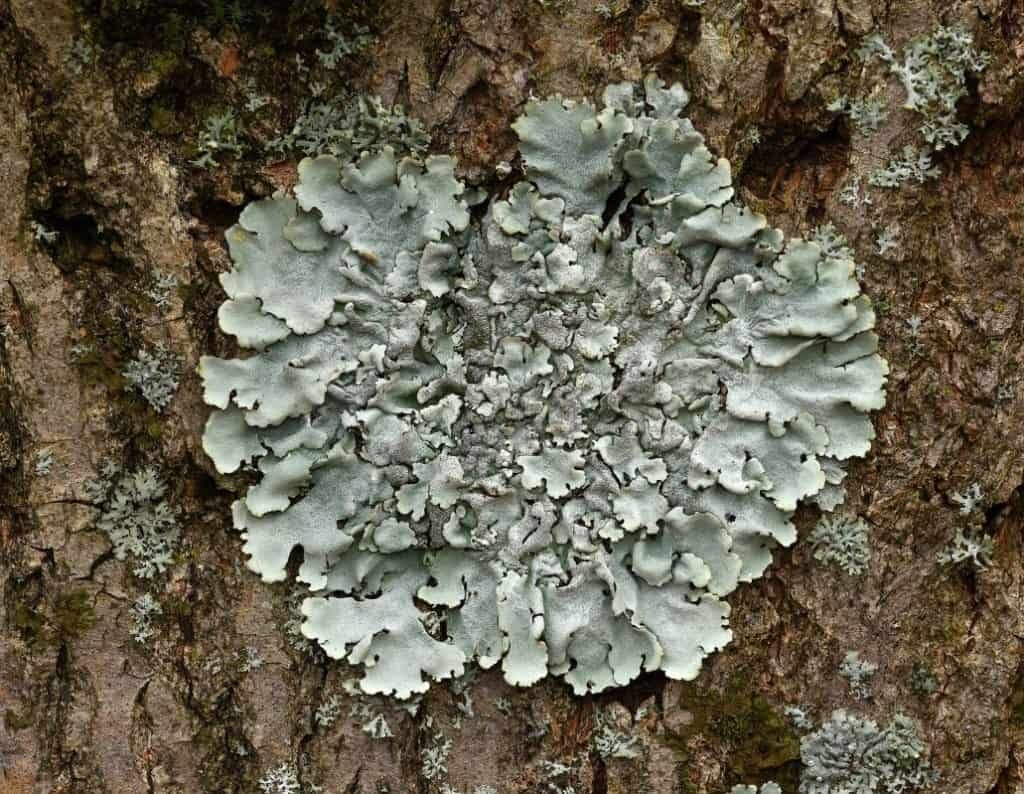lichens