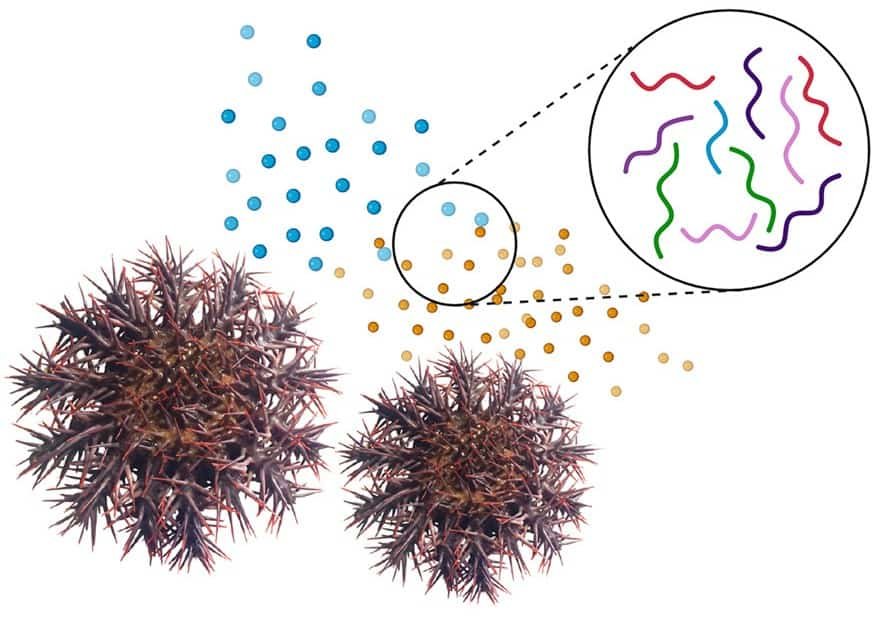 The peptides expelled and captured by the thorns of the cradles keep them in tune.