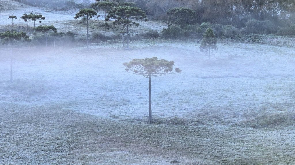White vegetation during the cold day in Rio Grande do Sul