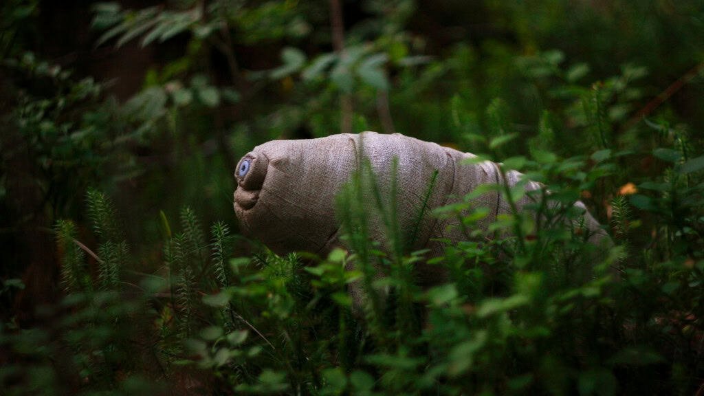 Tardigrade in a natural forest environment