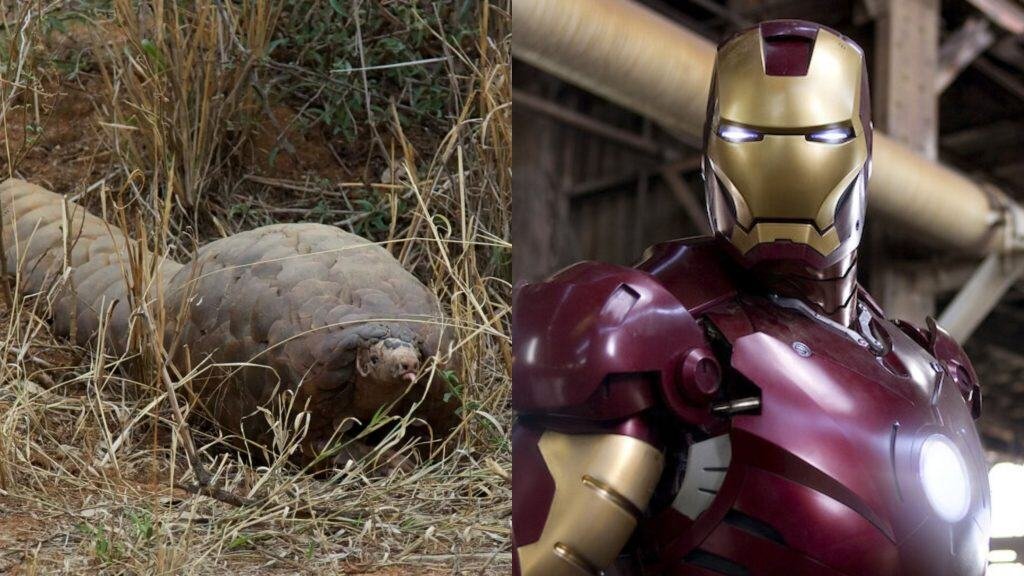 Pangolim and Iron Man