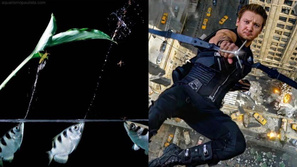 Archeiro-Arqueiro fish