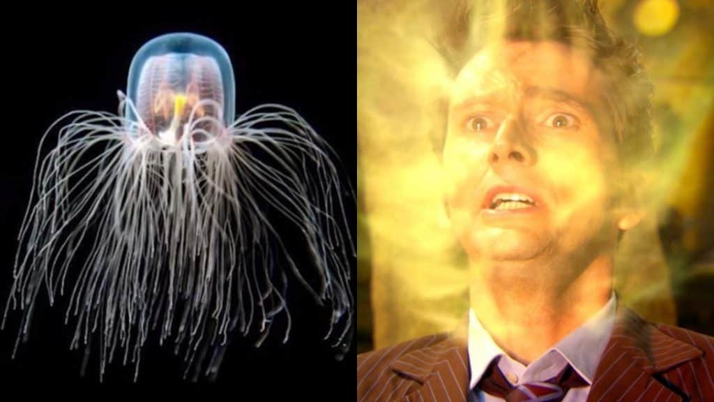 Medusa immortal and doctor who