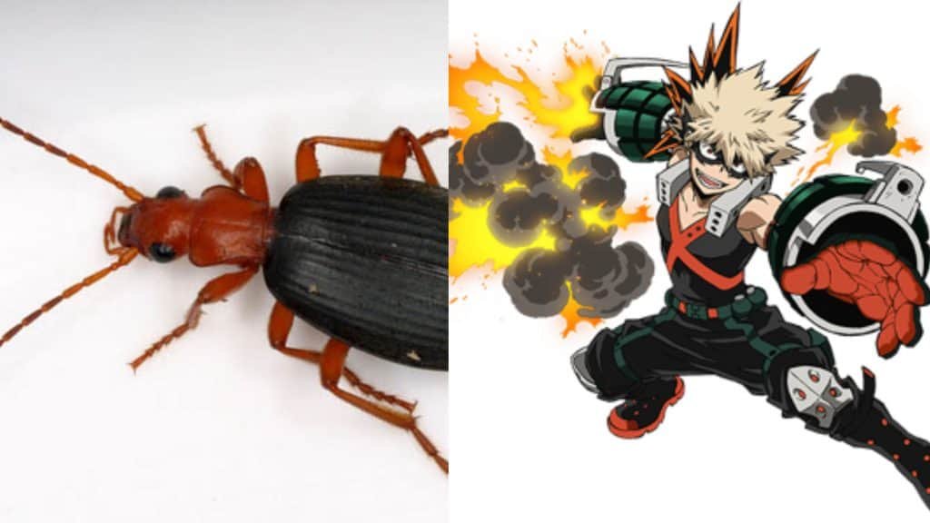 Firefighter Beetle and Bakugou