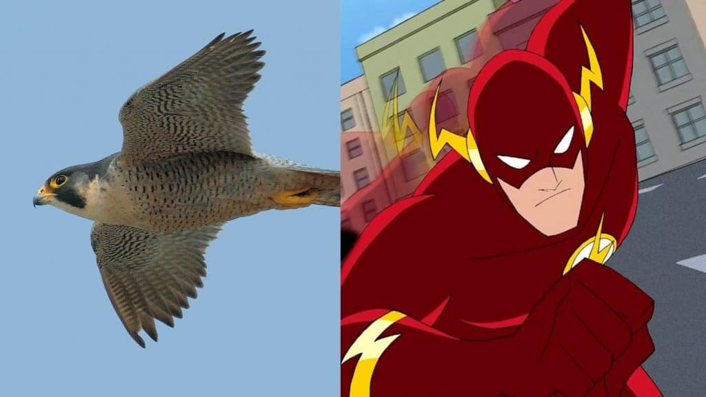 Falcon-Reegrino and Flash