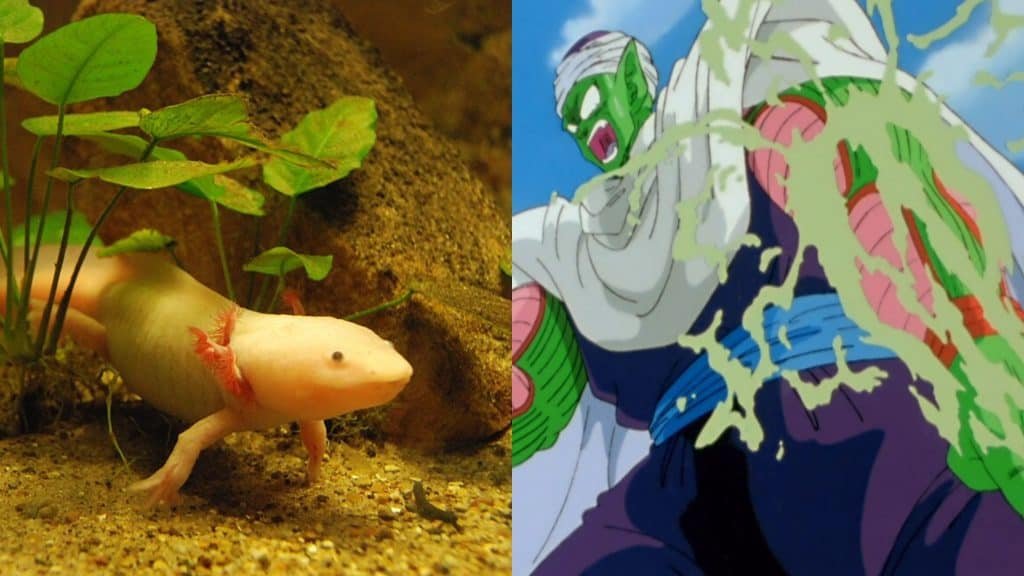 Axolote and Piccolo