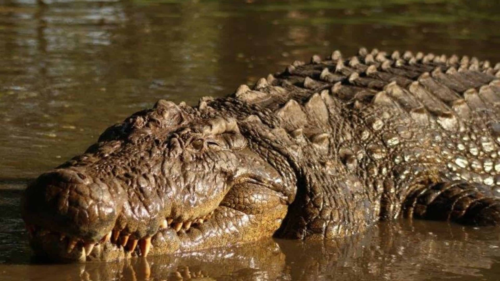 Cocodile-Henry-1-1920x1080