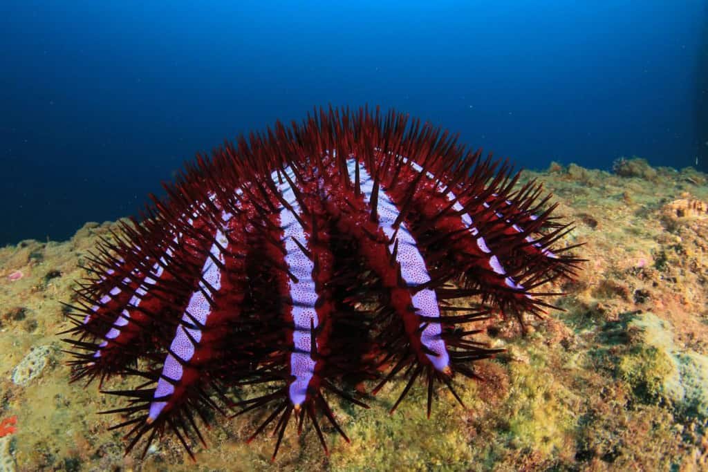 ACANTHASTER PLACE inhabits the Pacific and indicated oceans.