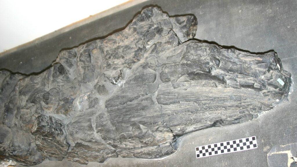 Prototaxites Loganii