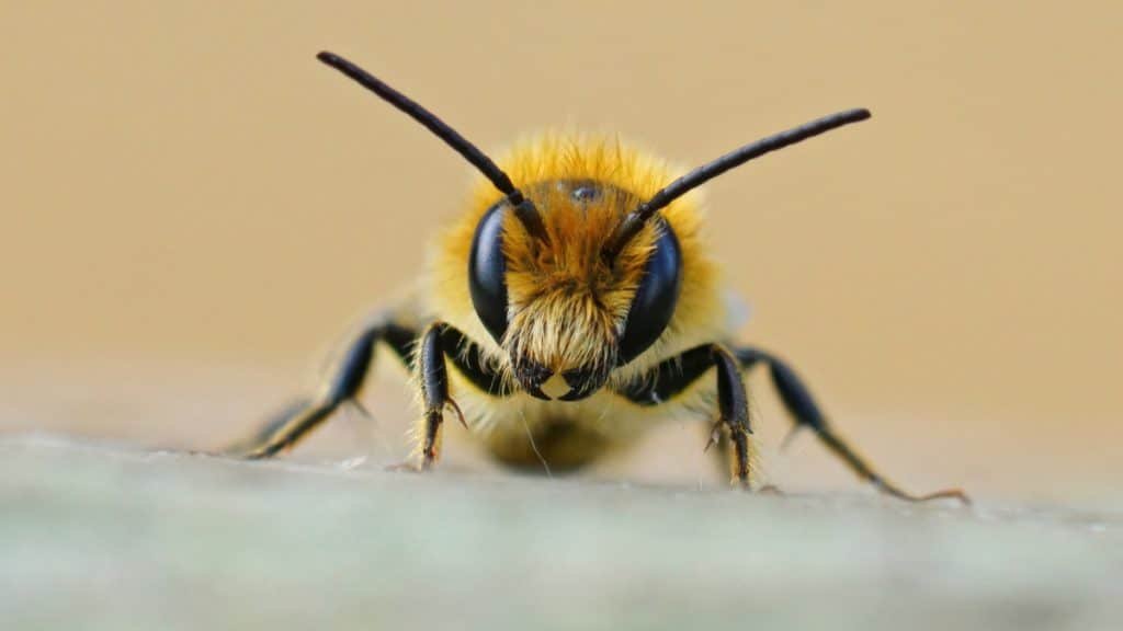 Bee looking at the camera