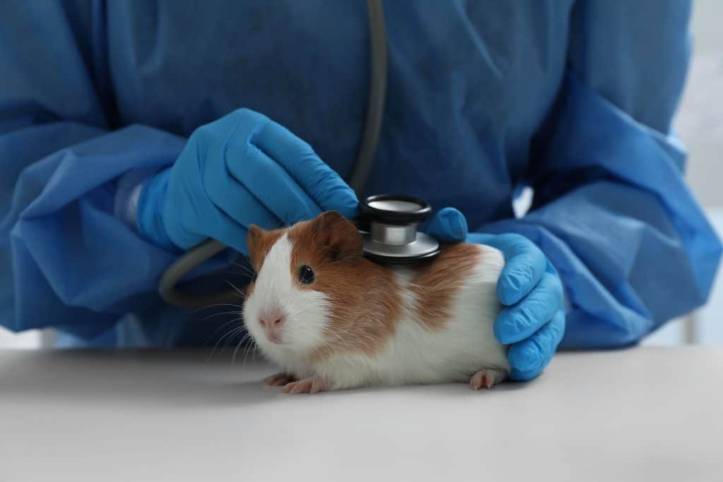 The mouse is a laboratory tested in the scientific experiment laboratory, animals are clover and people are volunteers