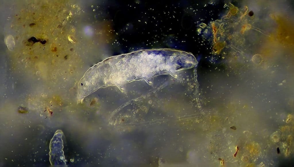 Tardigrade seen under microscope